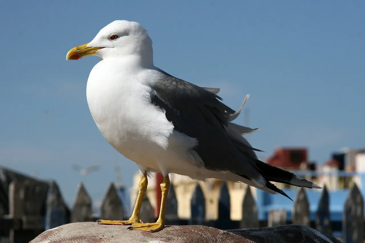 seagull 484469 1280
