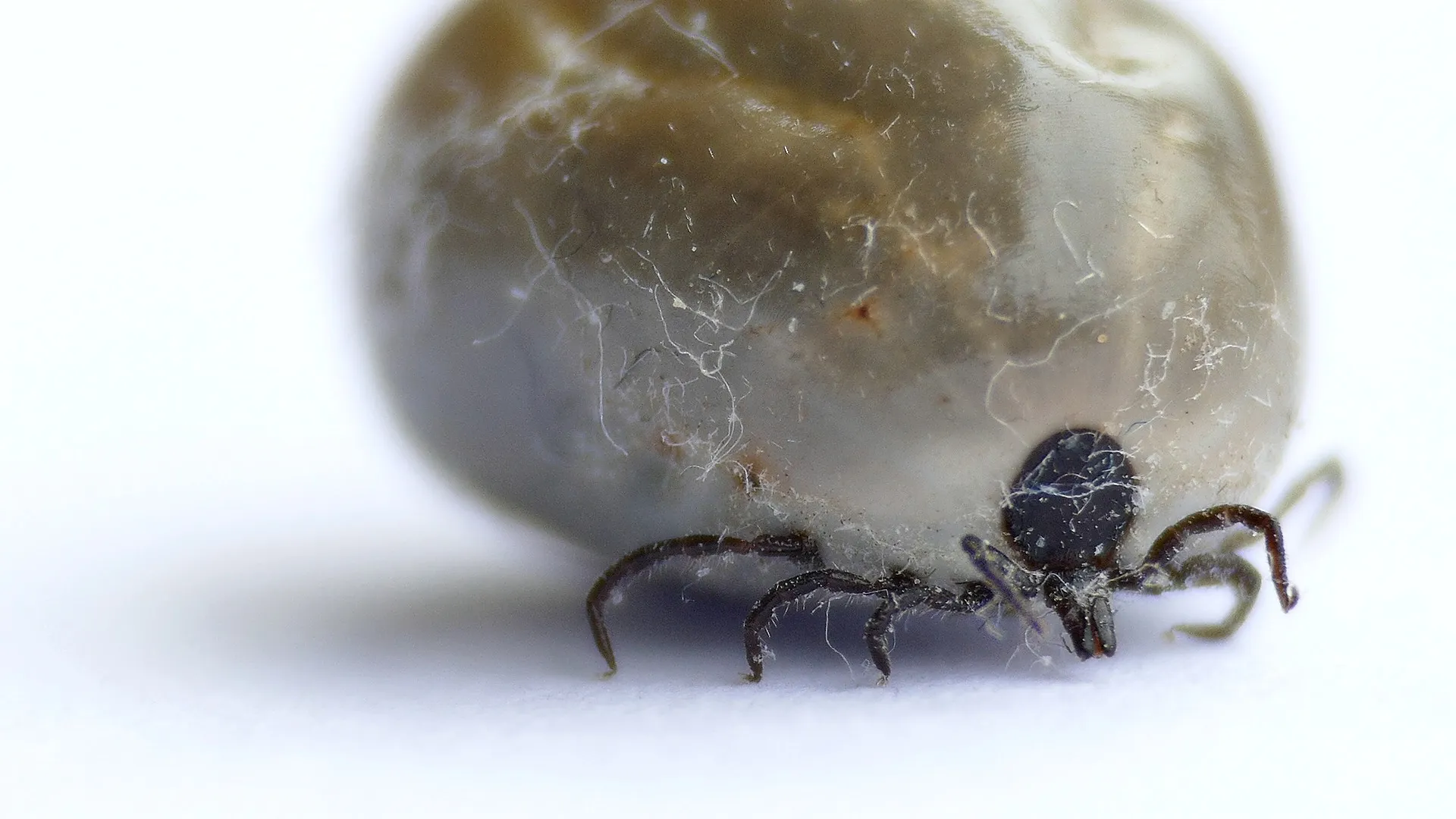 tick gbaaf5eb04 1920