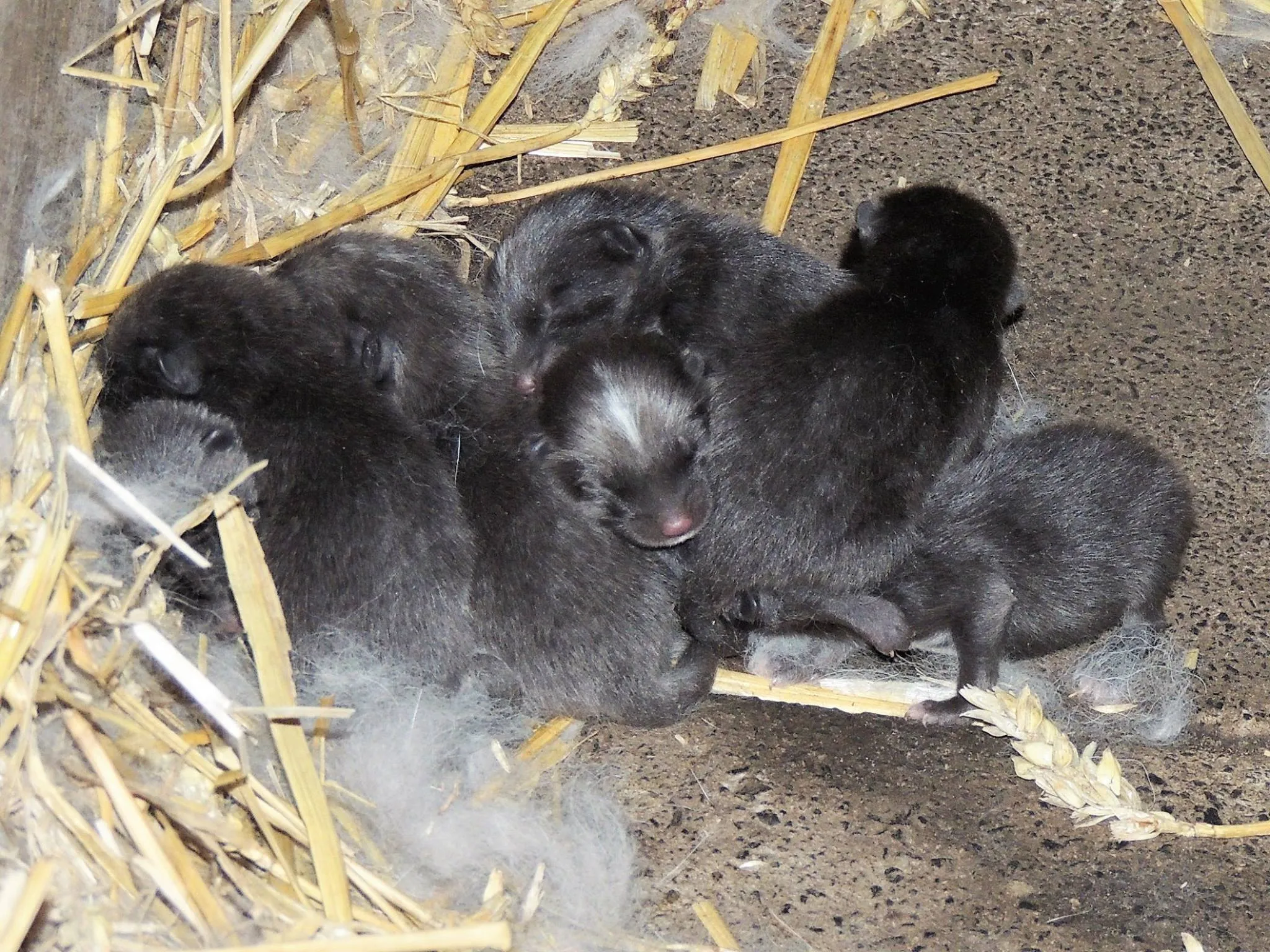 vosjes