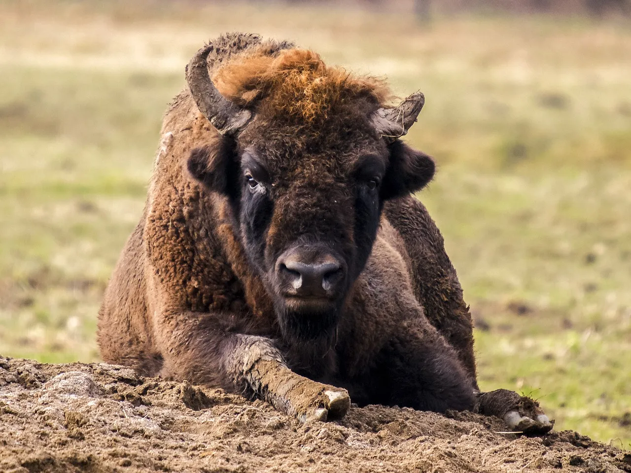 wisent 2415488 1280