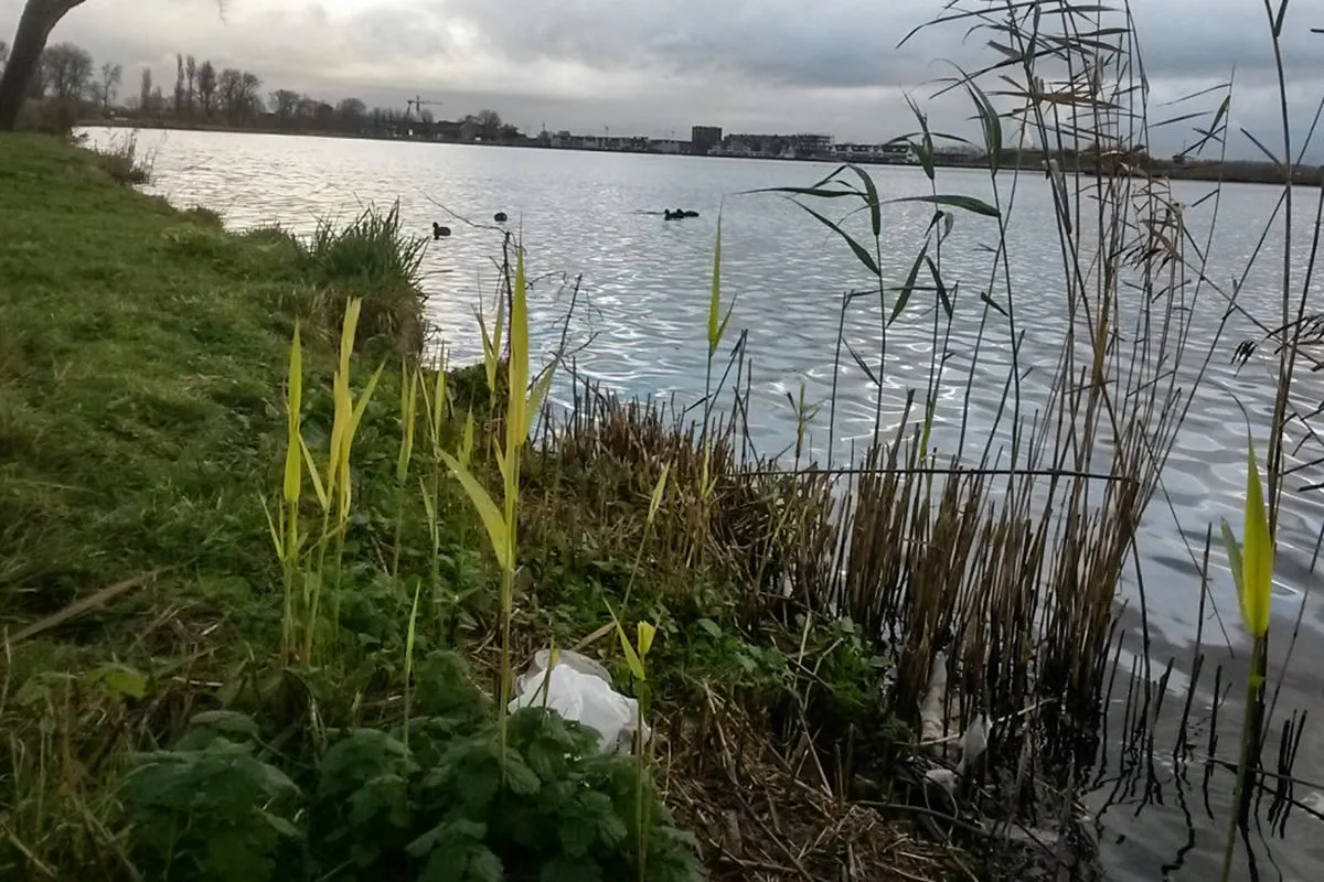beeld opschonen spaarne oevers kopieren
