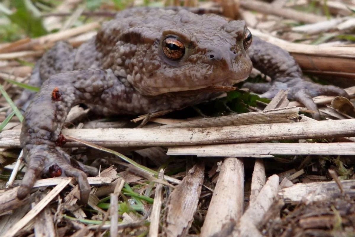 beeld excursie met de padden op pad