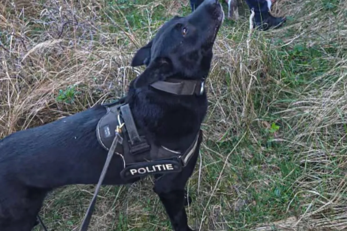 46ac6d59-f903-4145-a493-fb2d2ec650c3 kopiehond