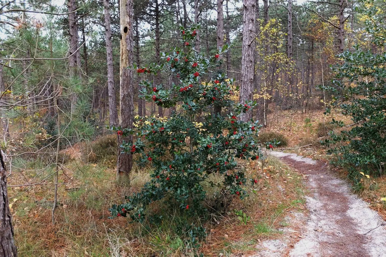 Hulst in dennenbos bij Schoorl Theo Baas