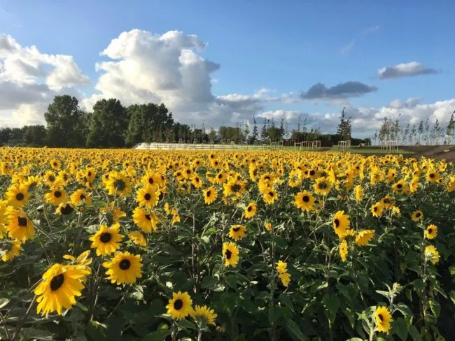 20045589 1364628960311107 8931304544309009336 o e1500204171255