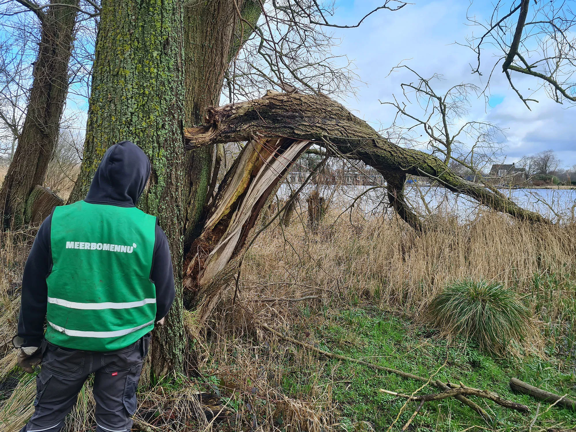 25febrauari 180 jaar oude wilg