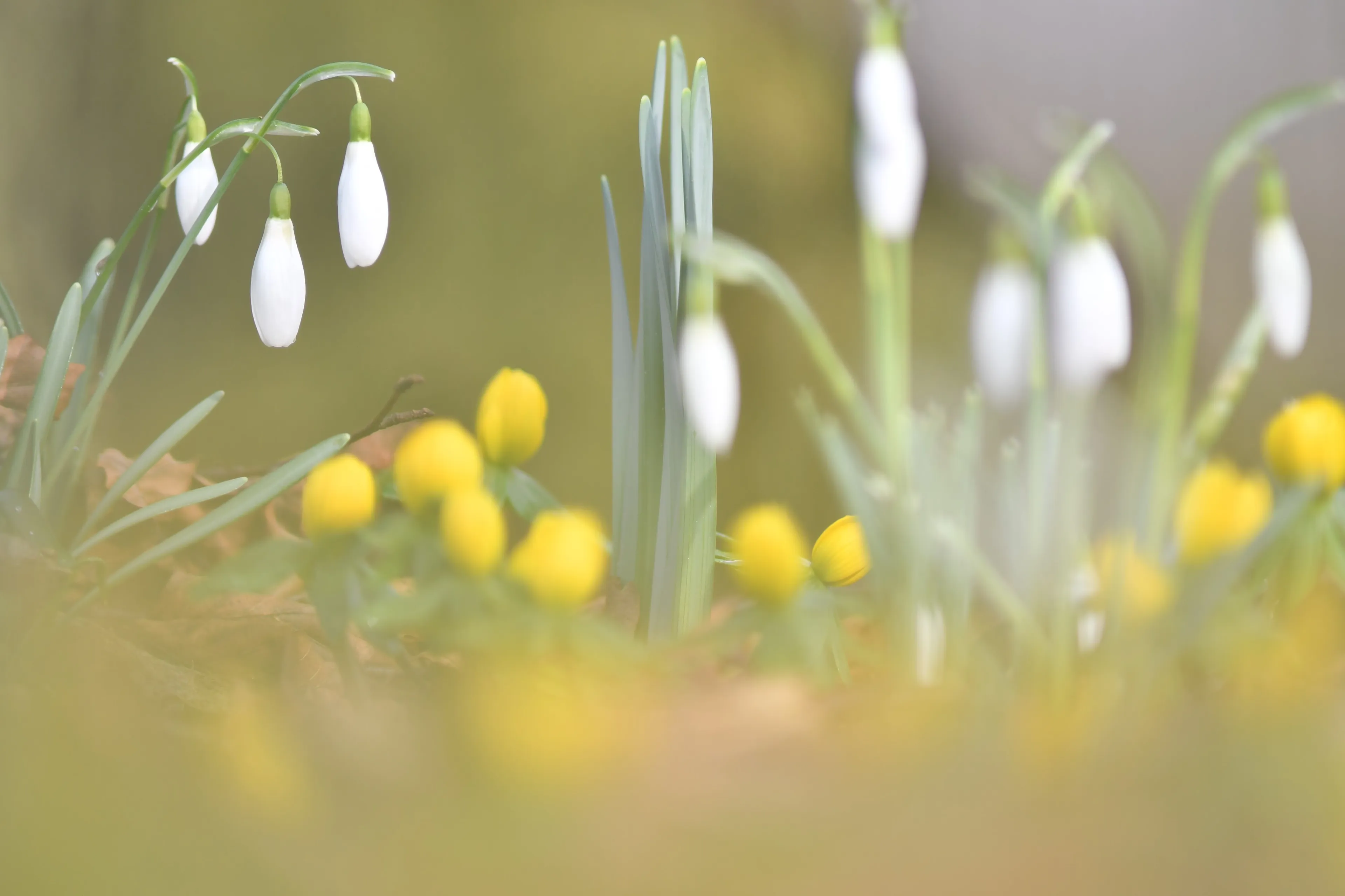 82428792 681496499054730 1528260526260355072 n