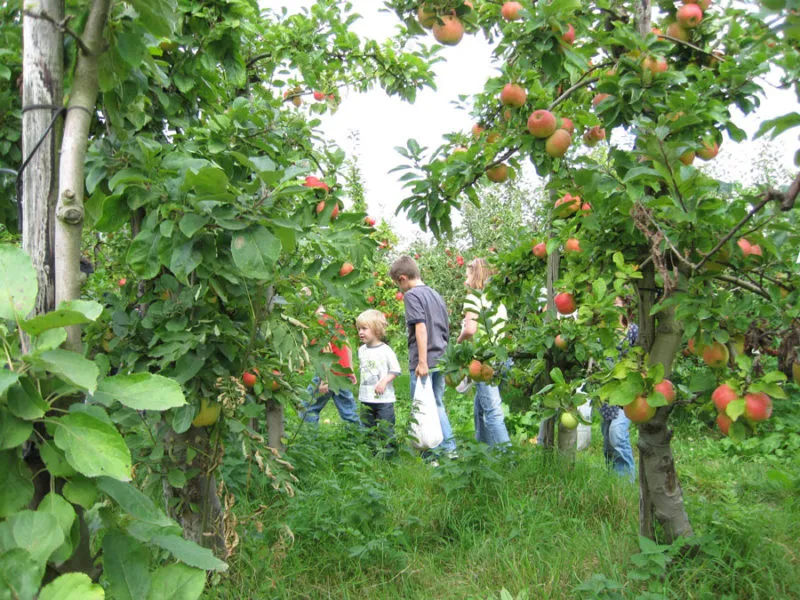 appelpluk e1508171670644