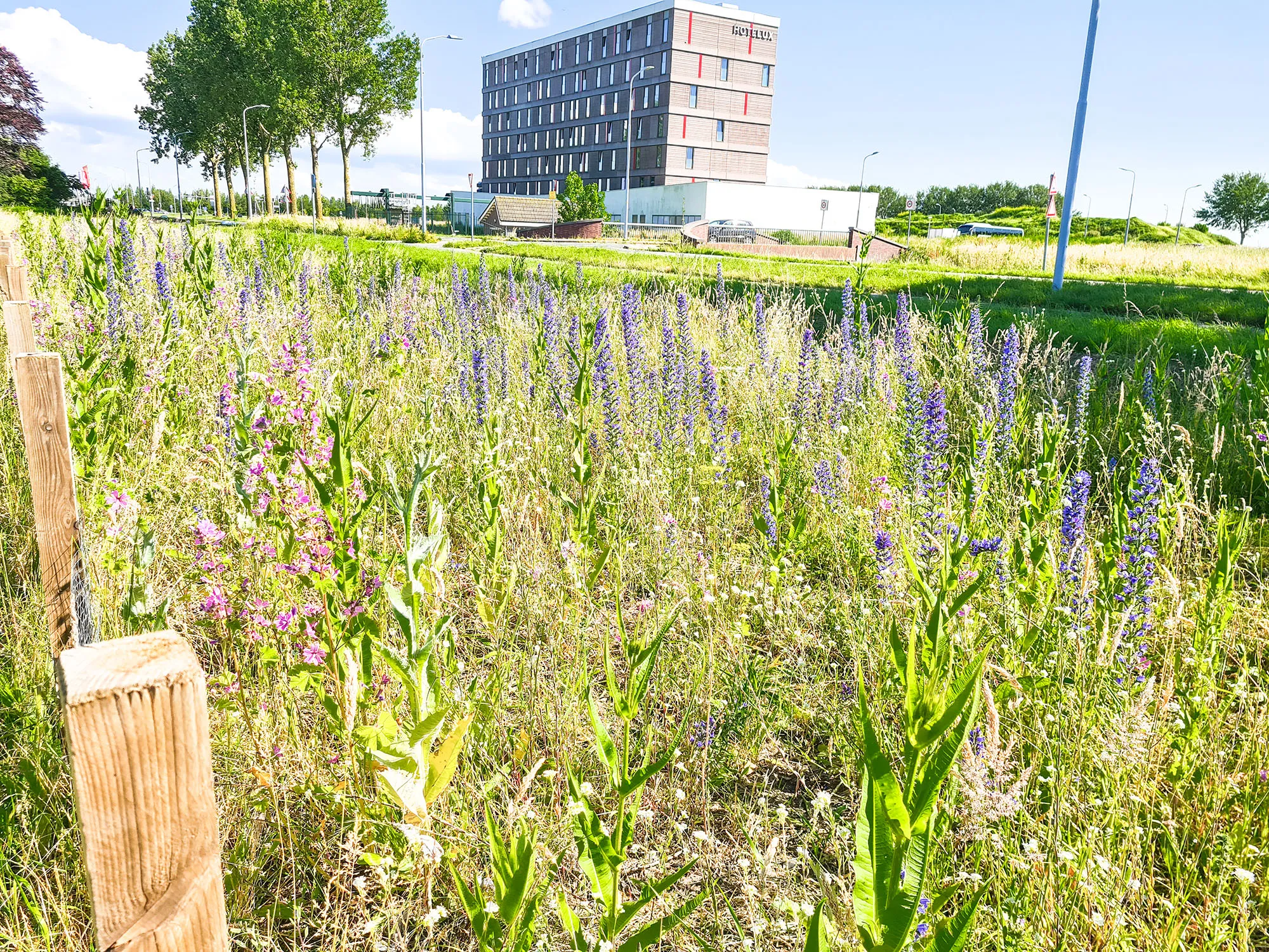 blog23juni bloemenweide lincolnpark