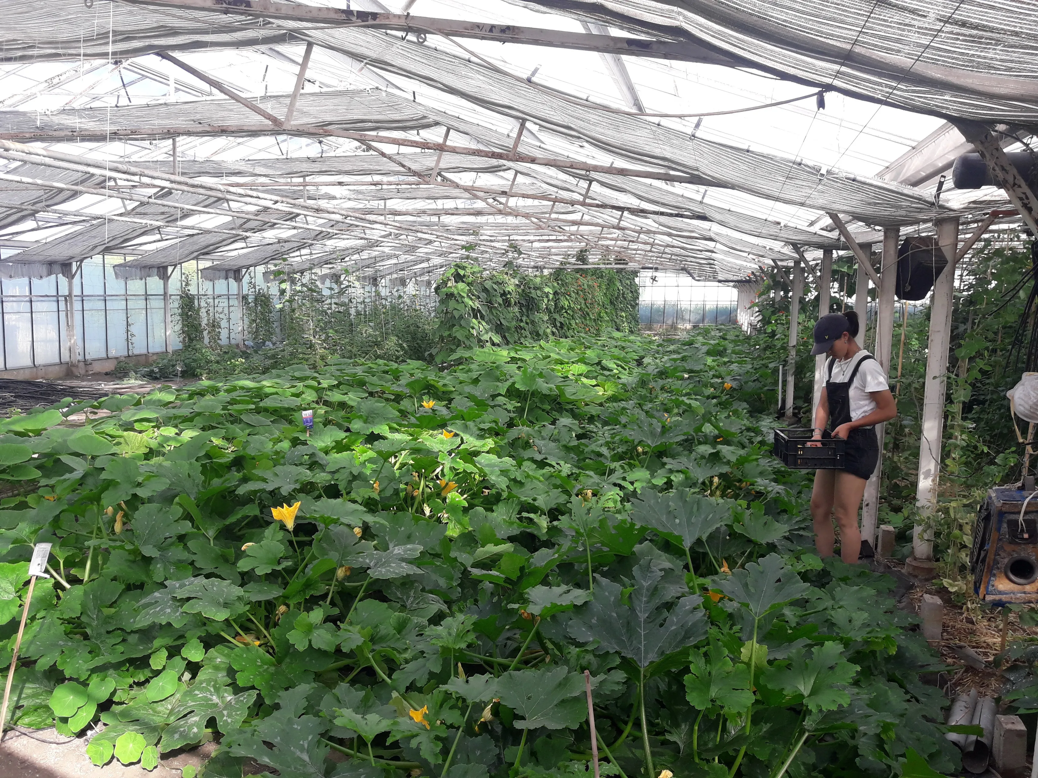 blog25 expontiele groei2