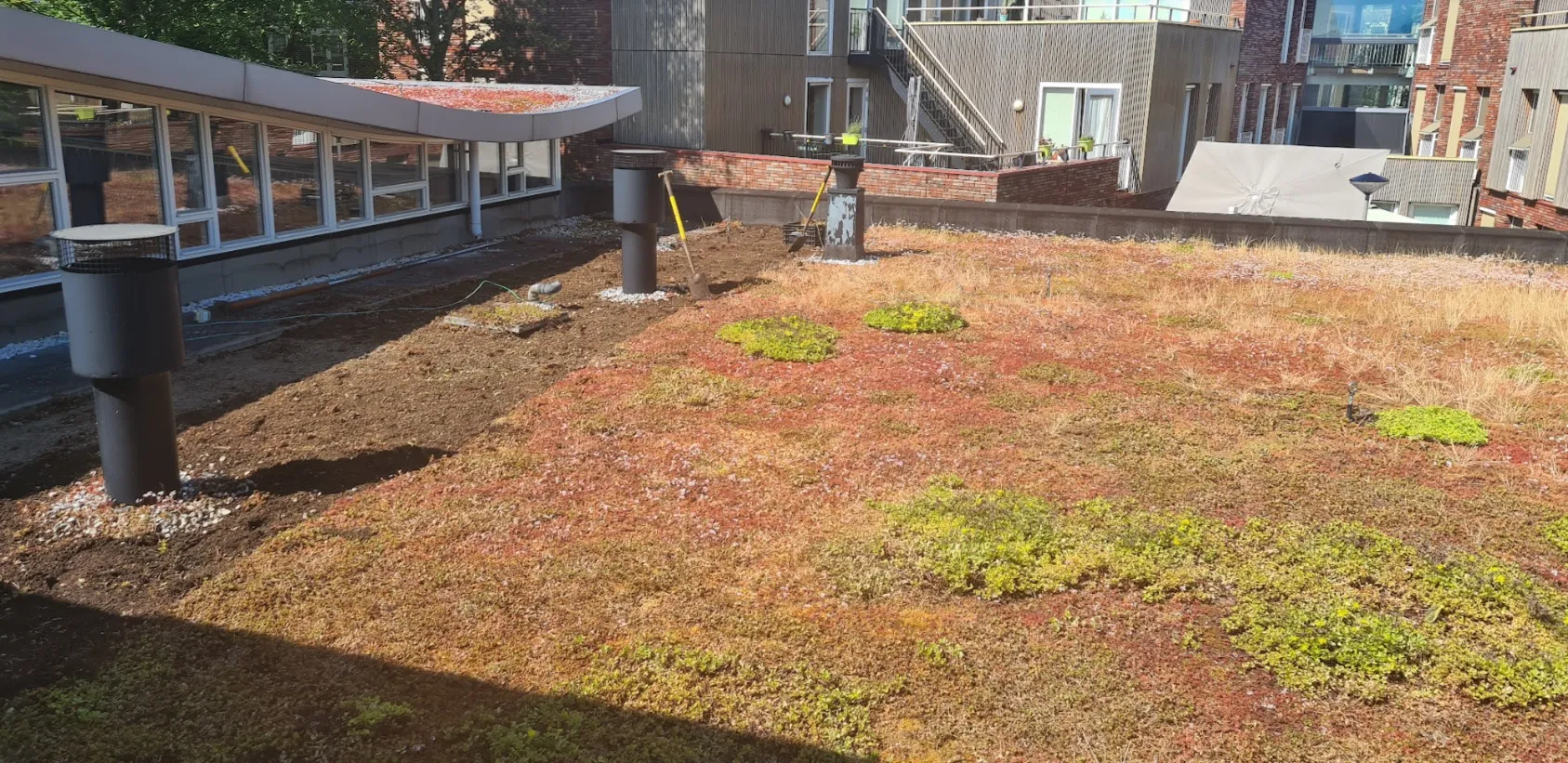 blog26juni sedum dak