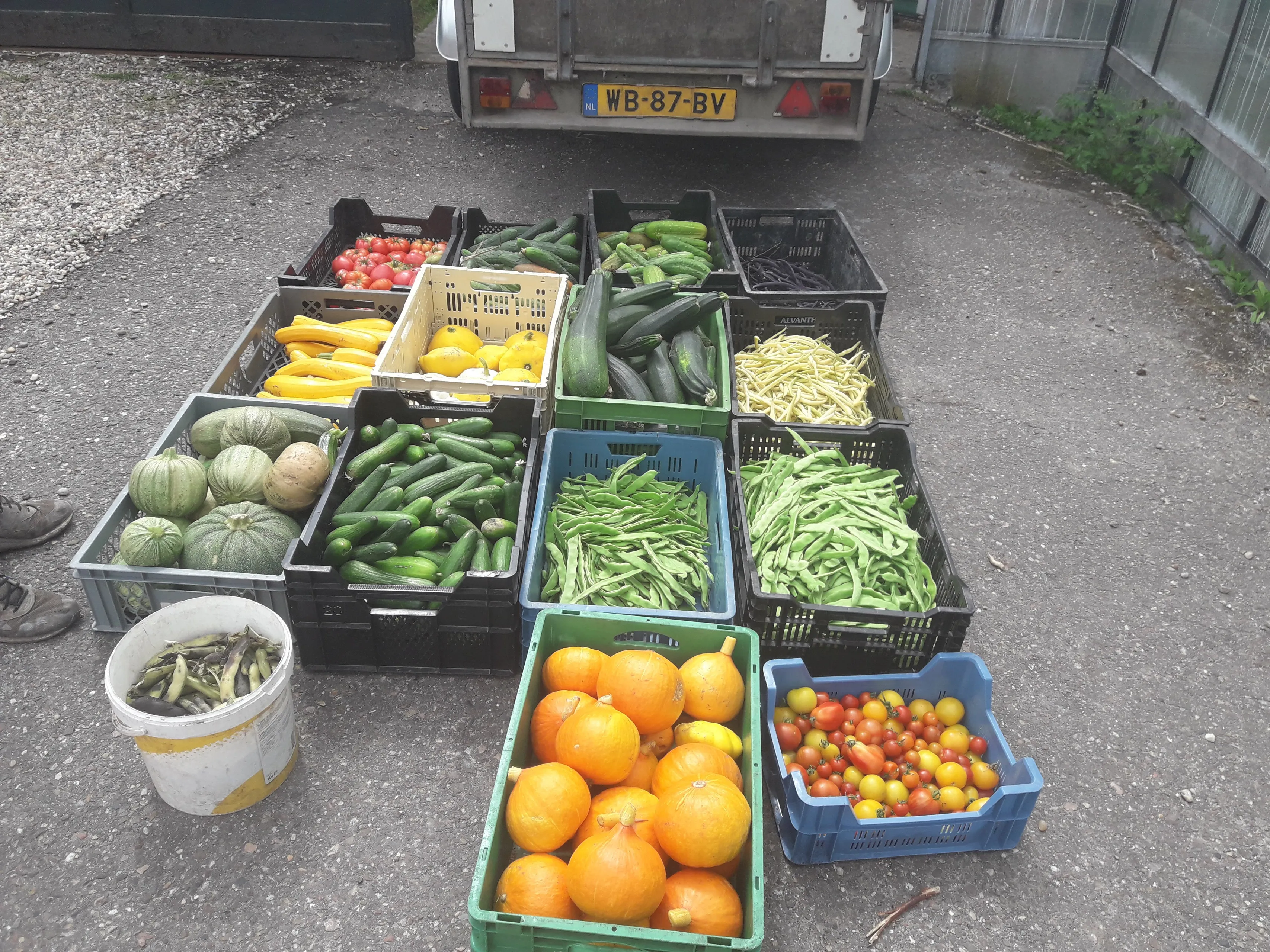 blog31 juli de oogst van 27 juli