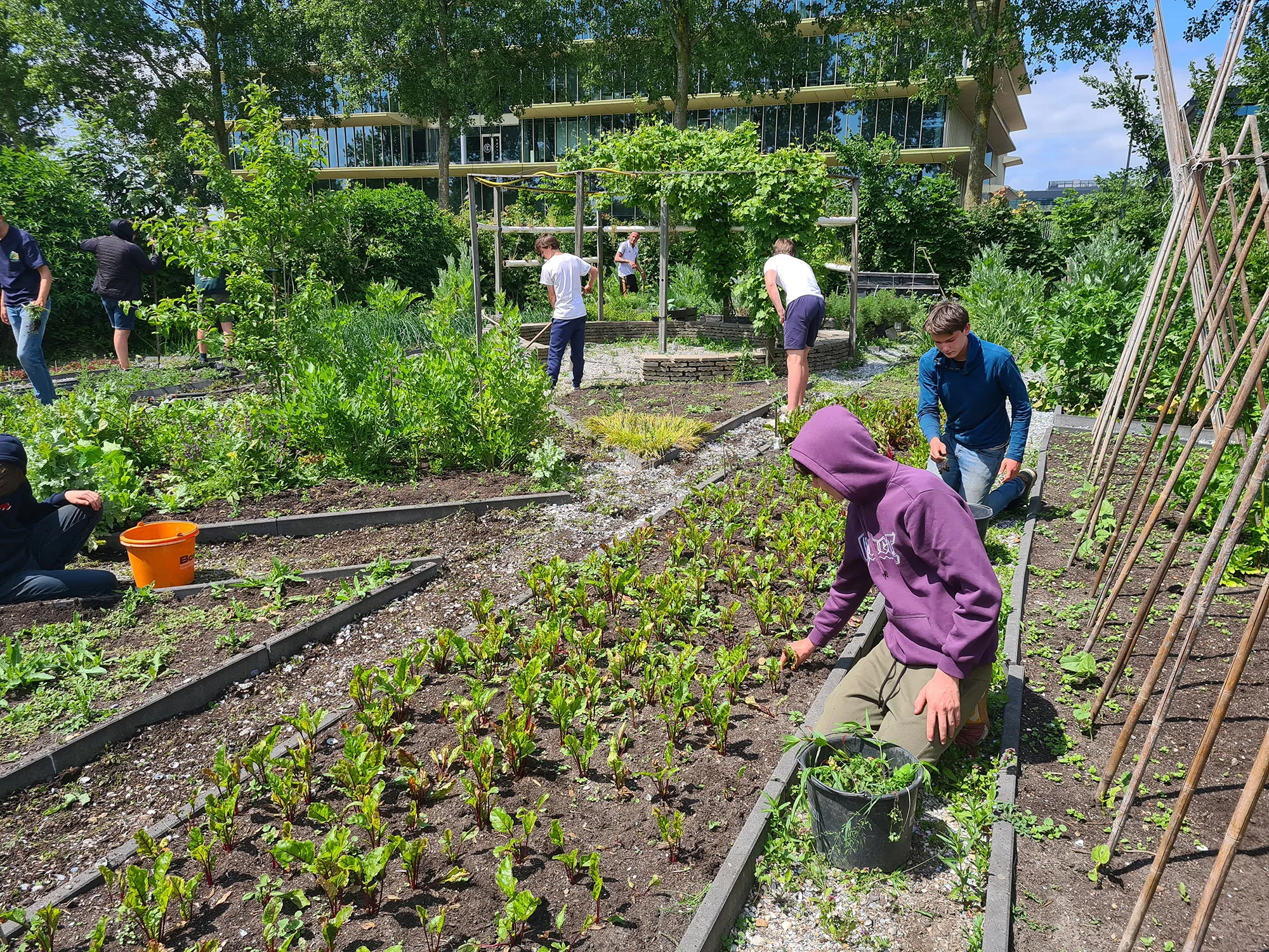 blog4juni hageveld 1