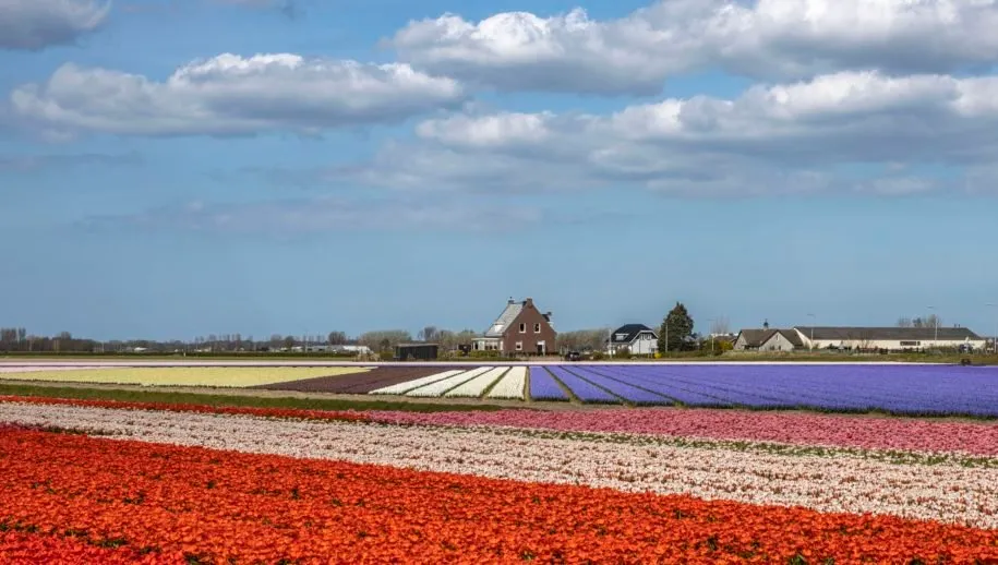 bollen uitgel 915x518