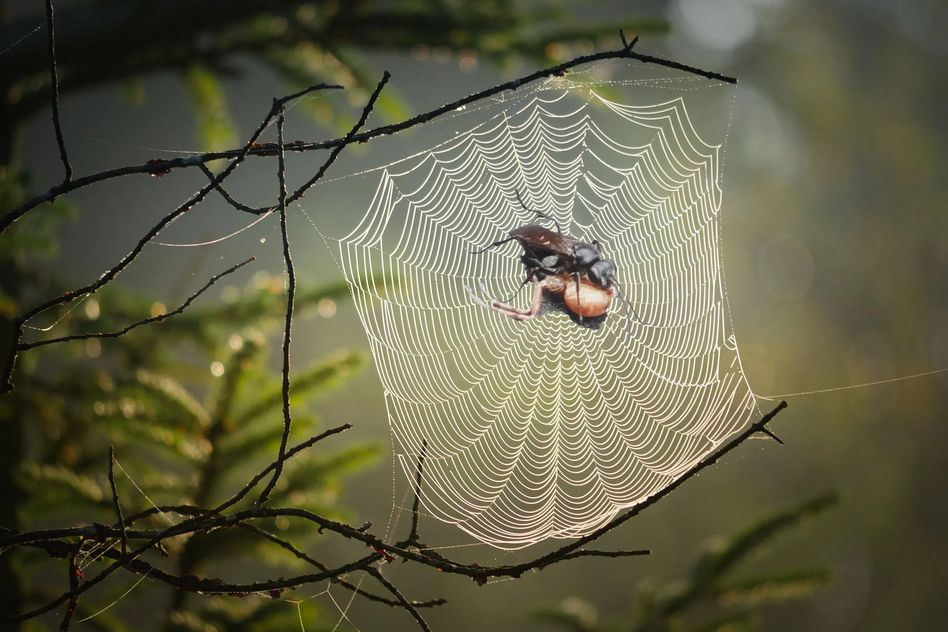 cobweb g284f561ab 1920