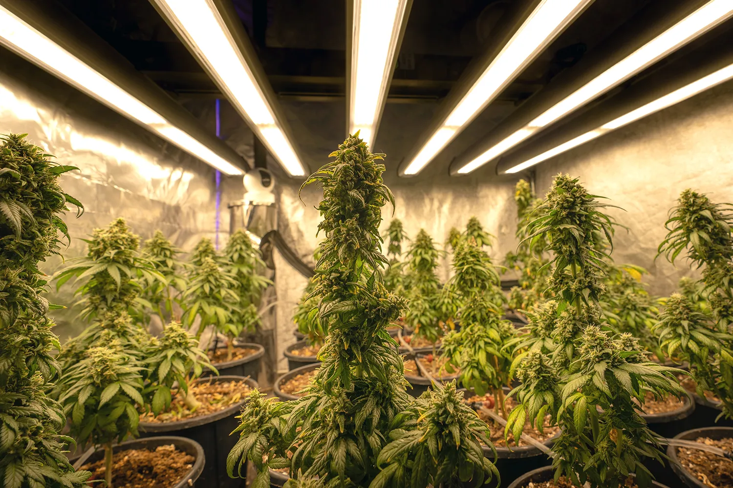 crystalweed cannabis aln0l6lhlt0 unsplash kopieren