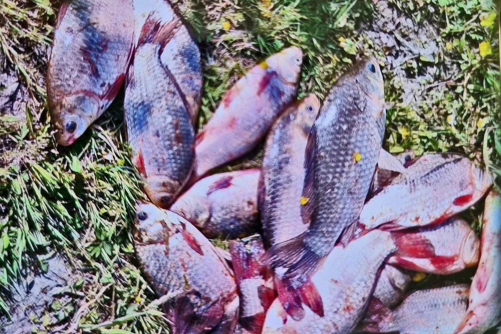 fxxygxawyamnack kopieren