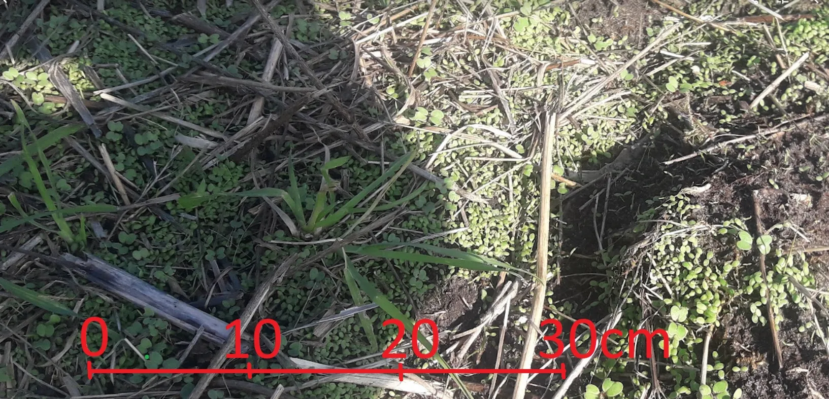 gezondekiemplantendichtheidmet de dreigingvankweek gras