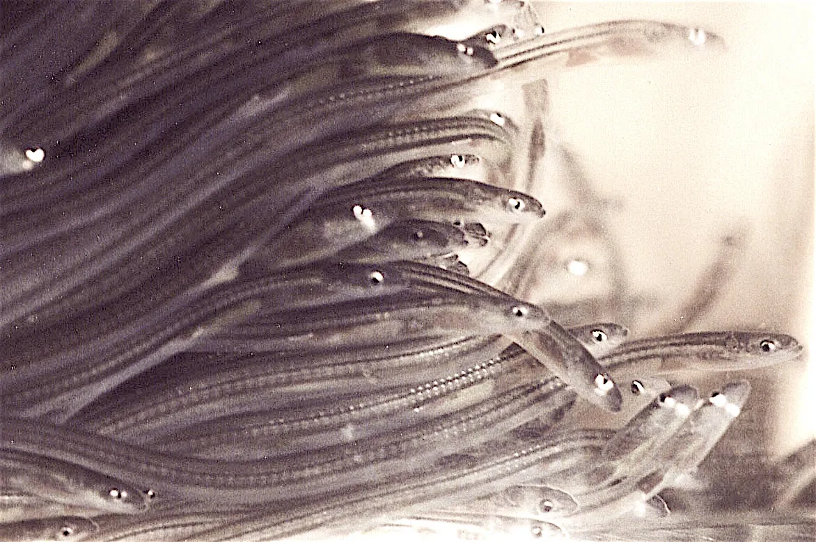 glasseelskils