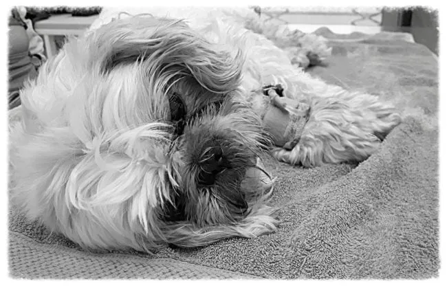 img 1664 e1500110418413