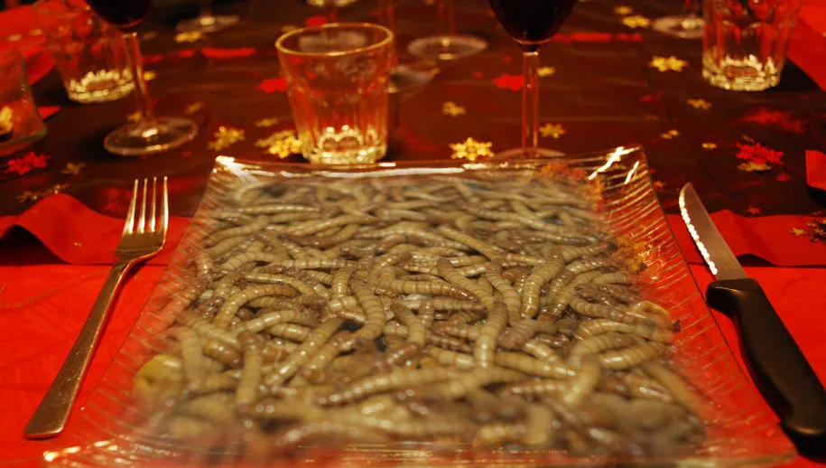 insecten dinner pixabay 915x518