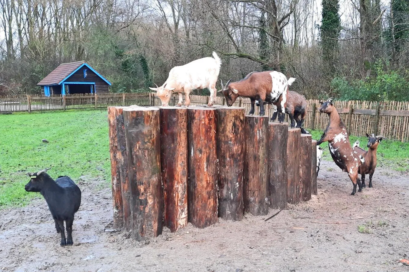 kippen en geiten zorgvrij