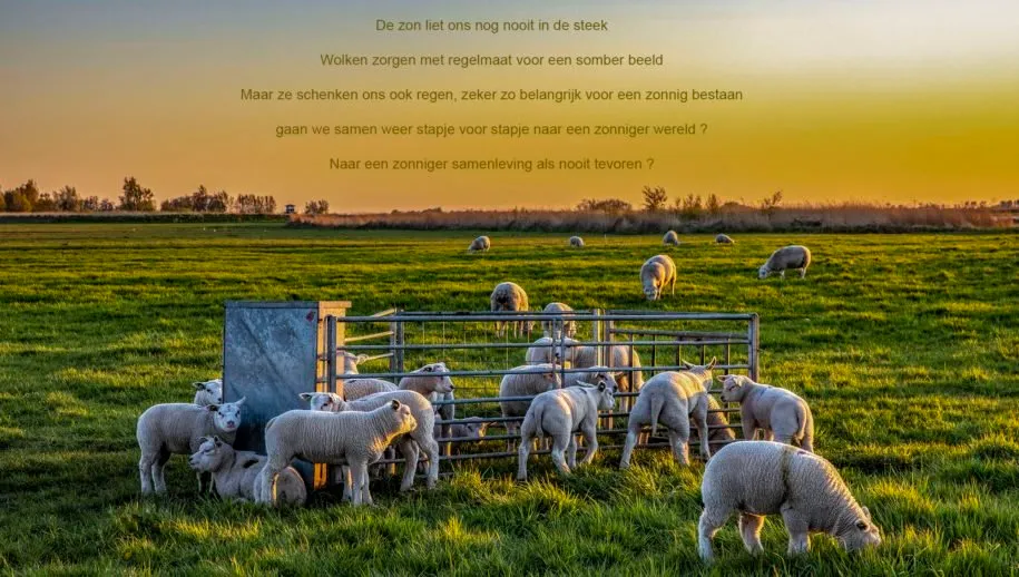 lammeren zonsopkomst tekst 915x518