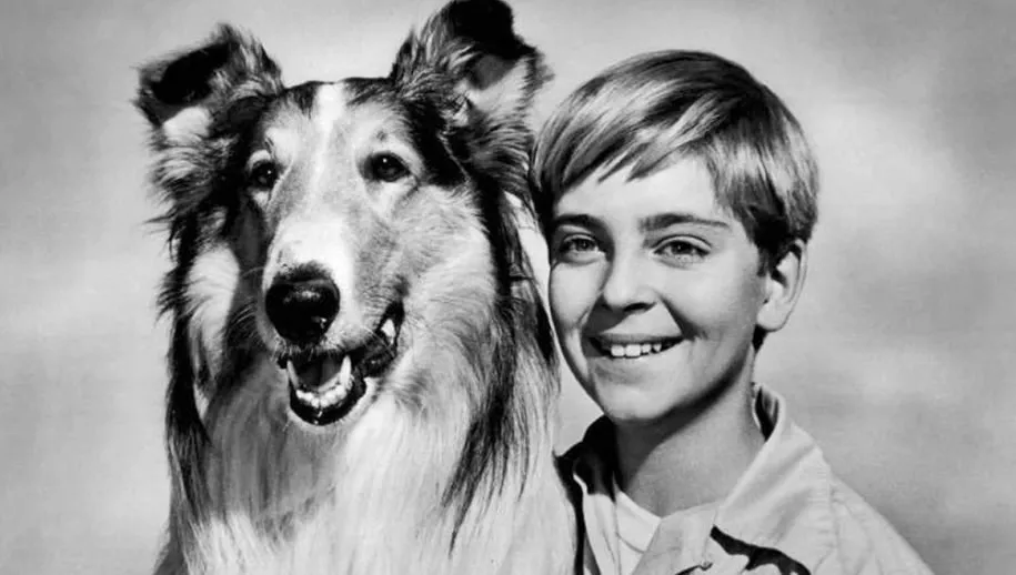 lassie tommy rettig circa 1955 wikipedia verhaal van de dag 120919
