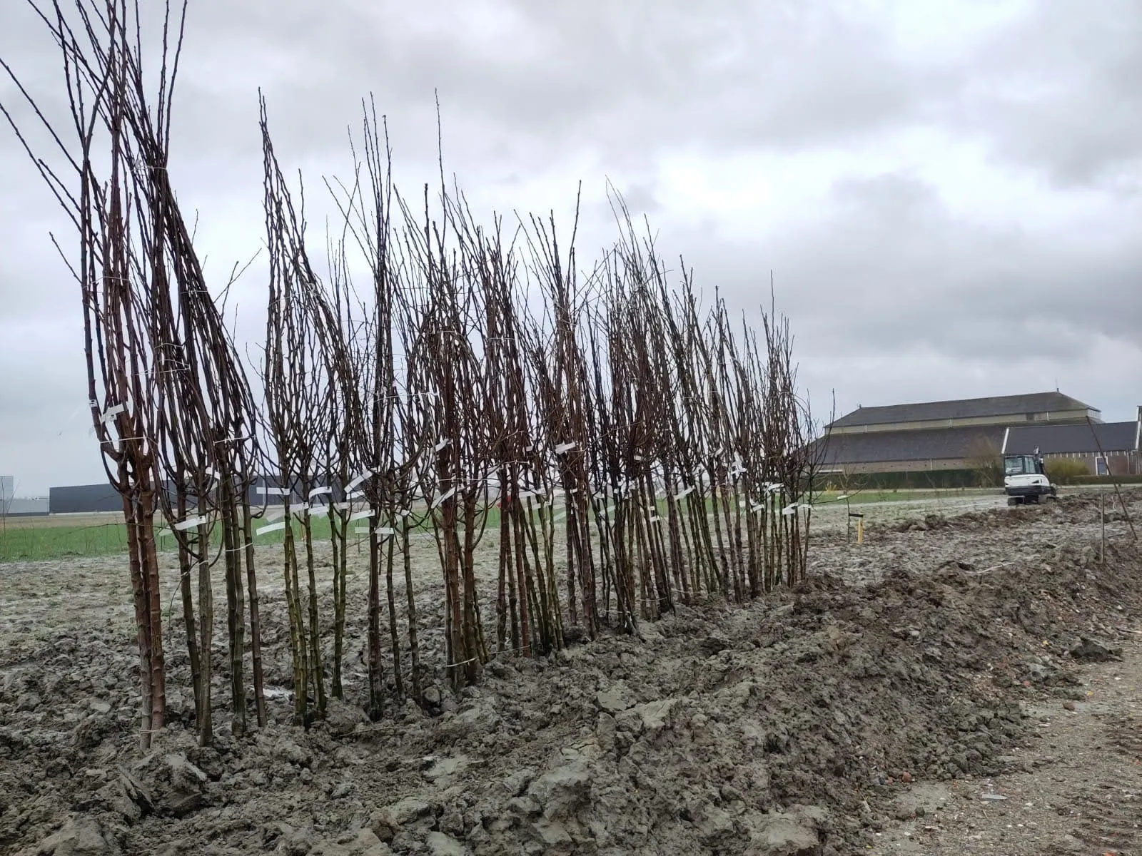 lincolnparkin ontwikkeling