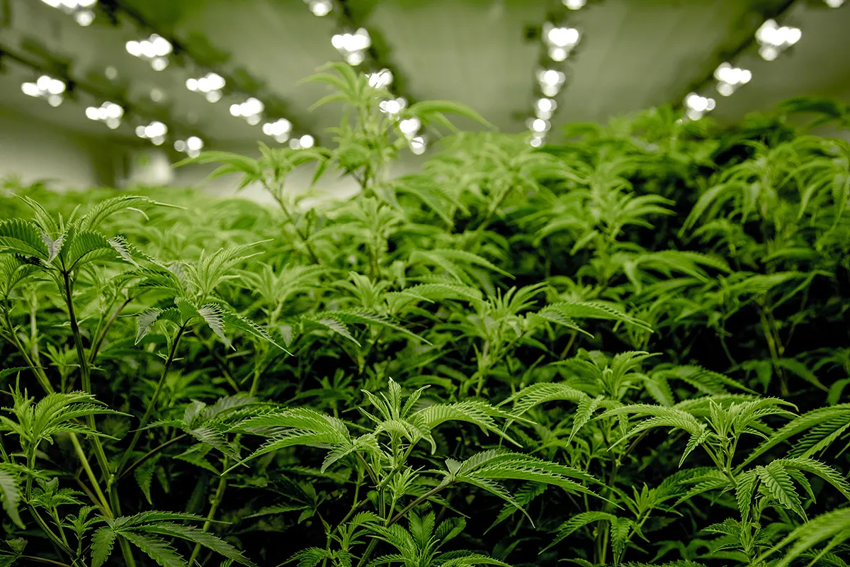 next green wave jpi6skrd rw unsplash