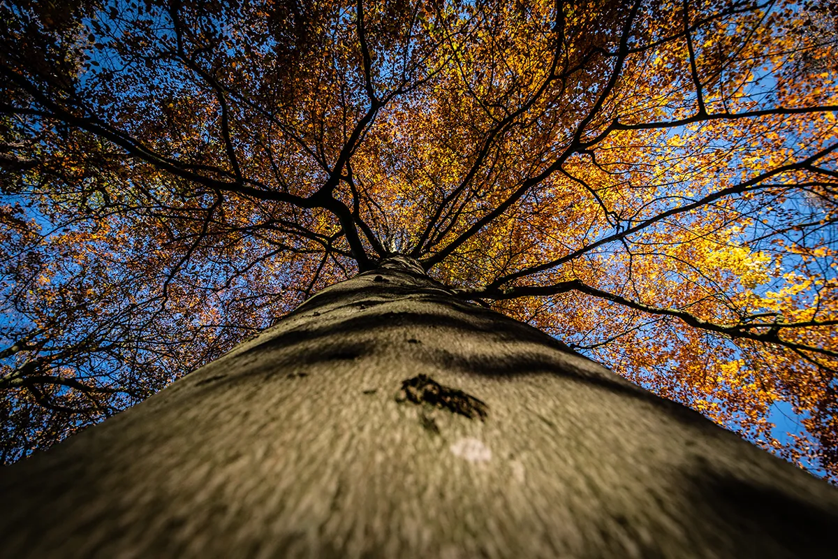 park zwanenburg krijgt geboortebos