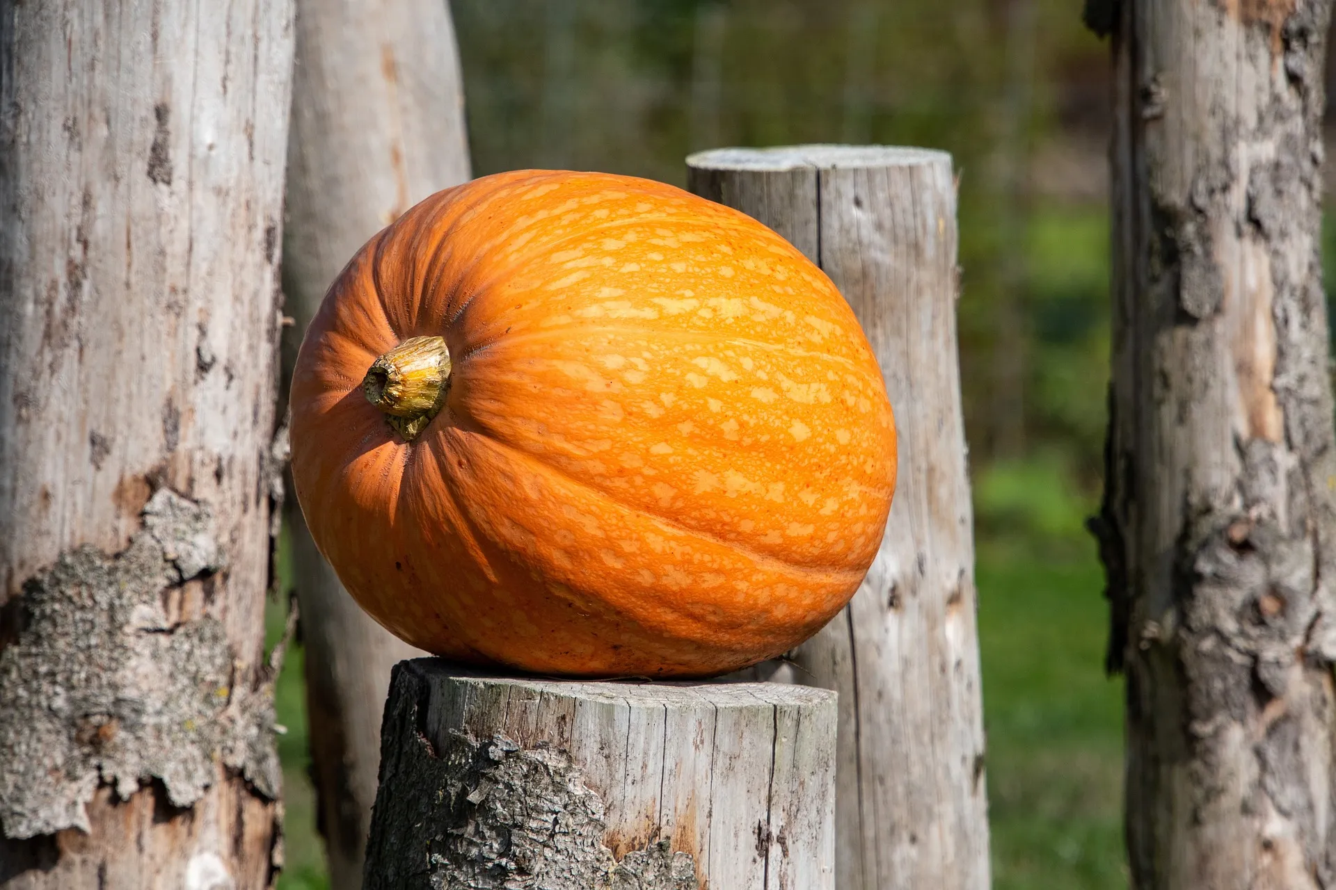 pumpkin g64095d07f 1920