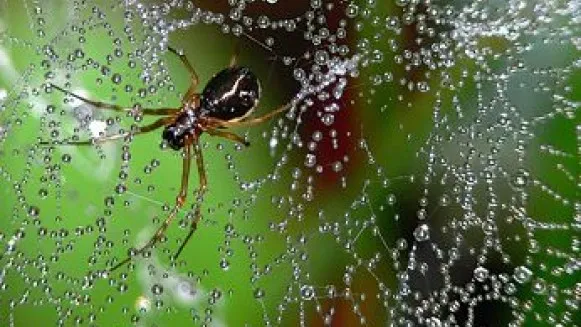 spinnenweb boven