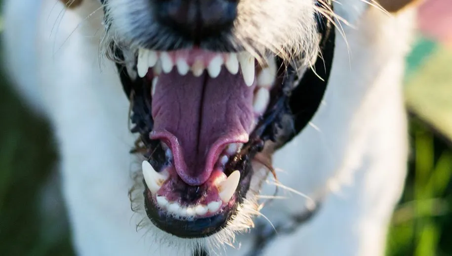 spoedeisende hulp bij dieren labradoodle pixabay