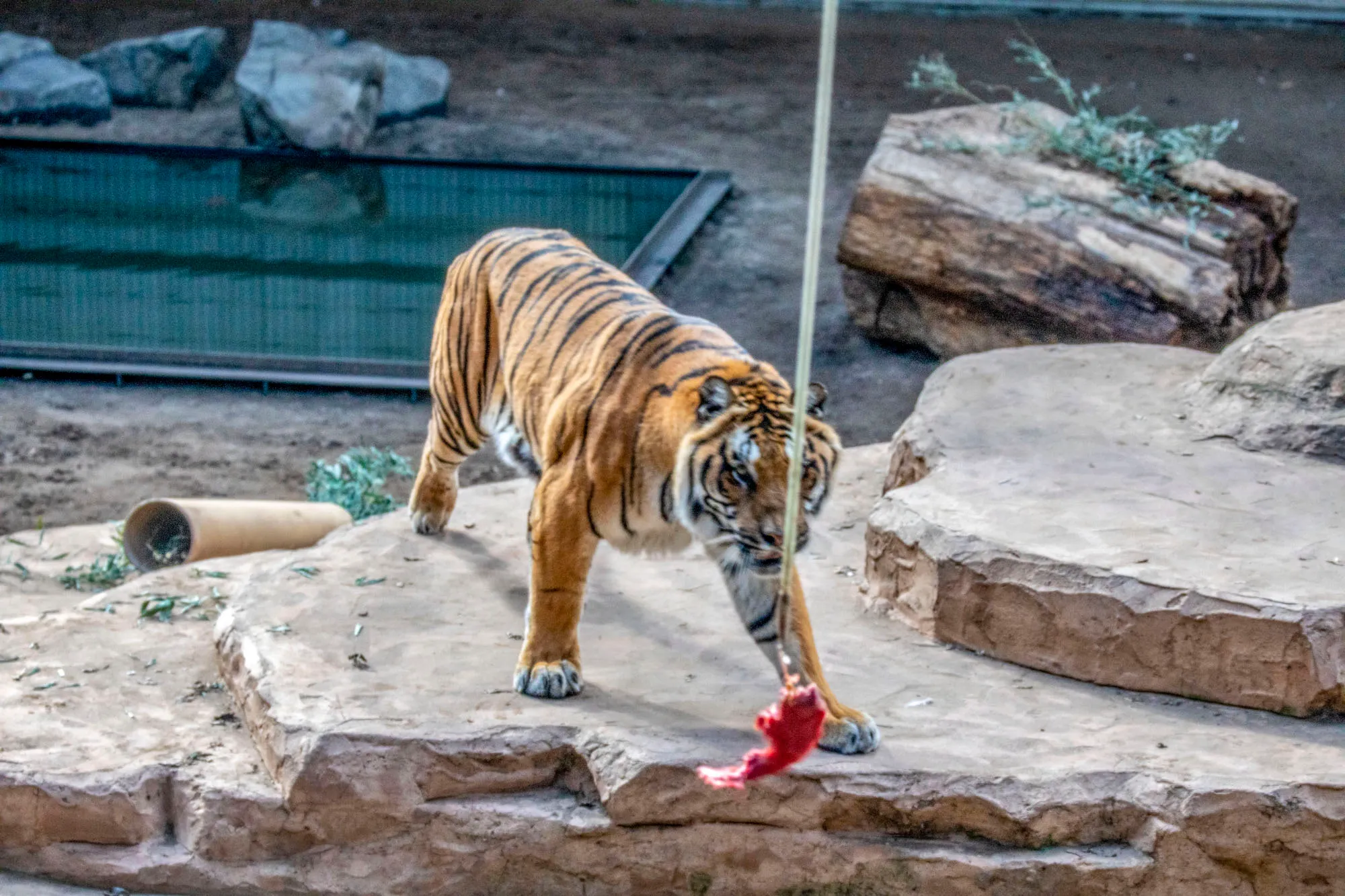 tijger