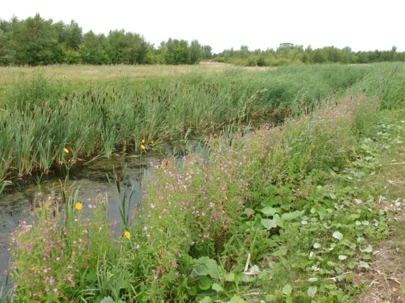 venneperhout e1505650465297