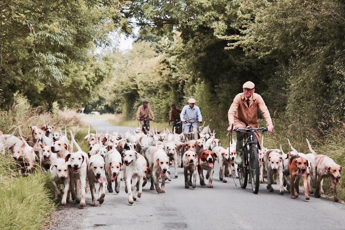 walking people dog cyclist herd mammal 1394259 pxherecom