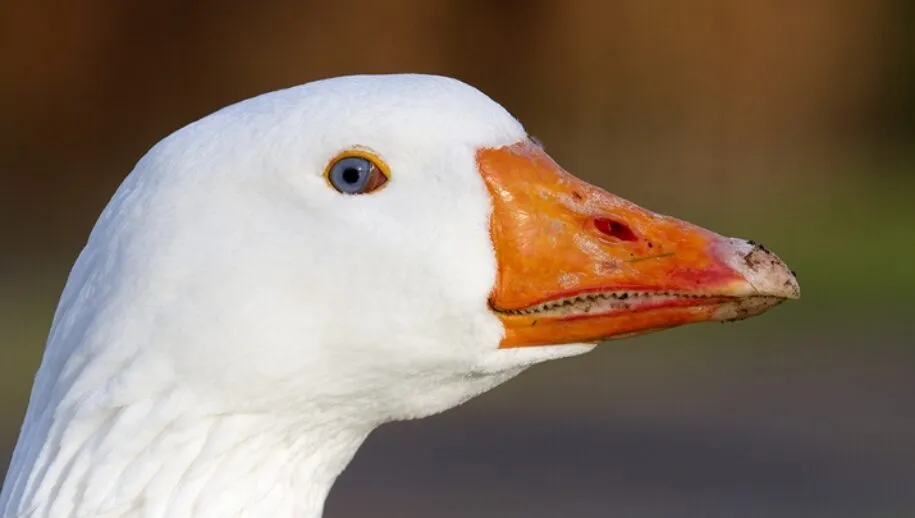 wim meijer fotografie gans1 915x518 1