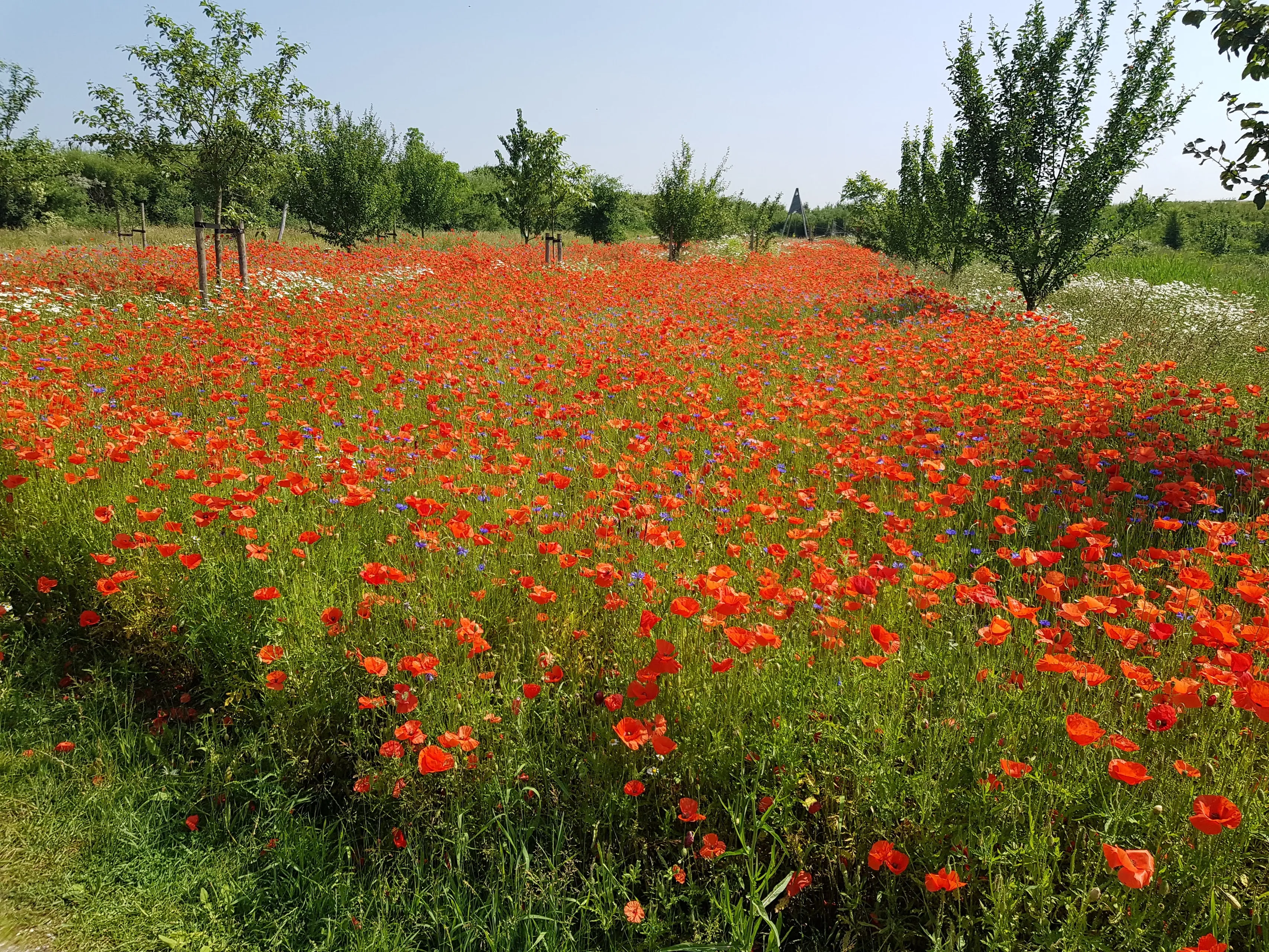 wk37zo zien we hetgraag