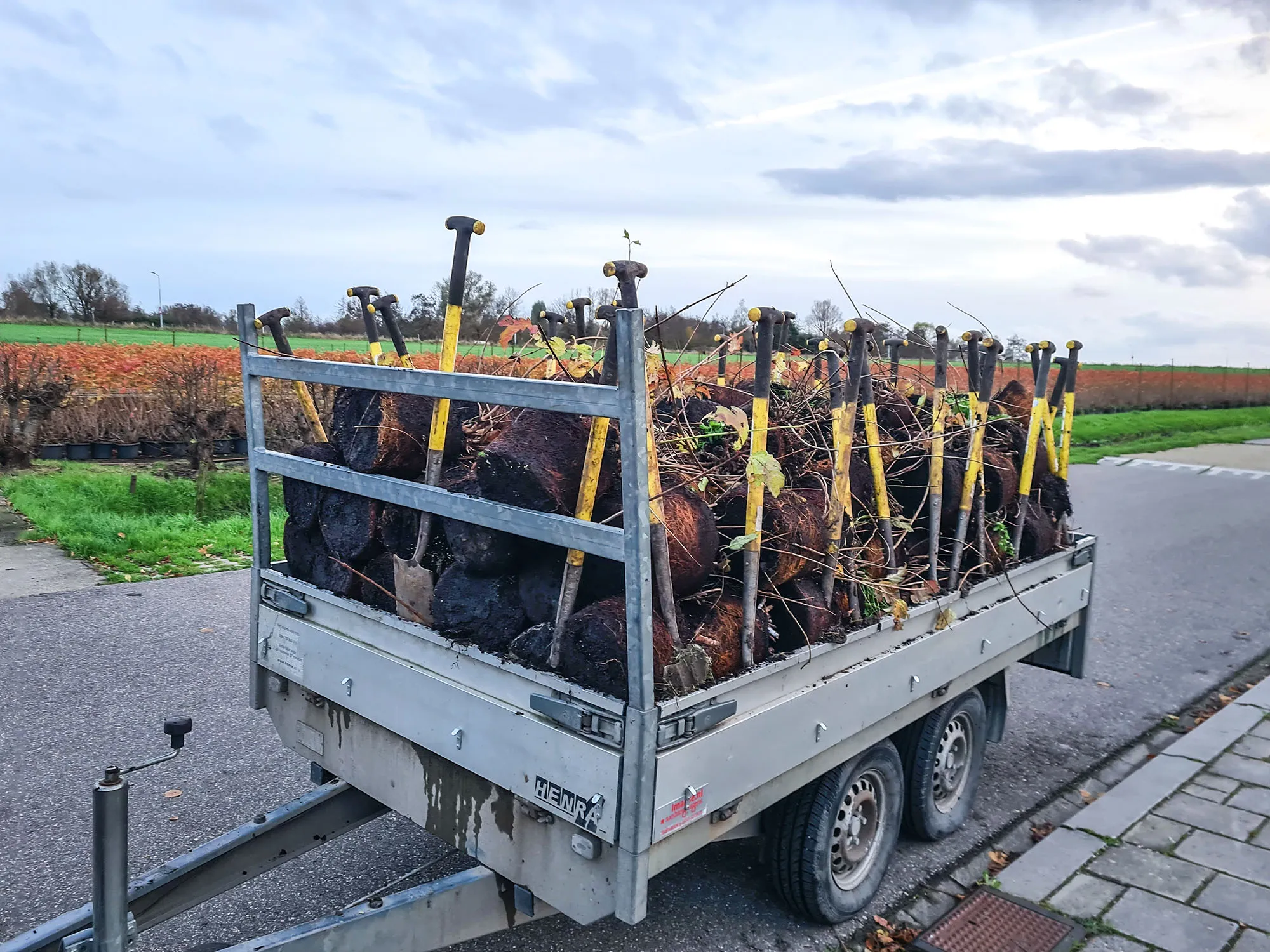 blog 24 november 800 kilosneeuwbalplanten kopie