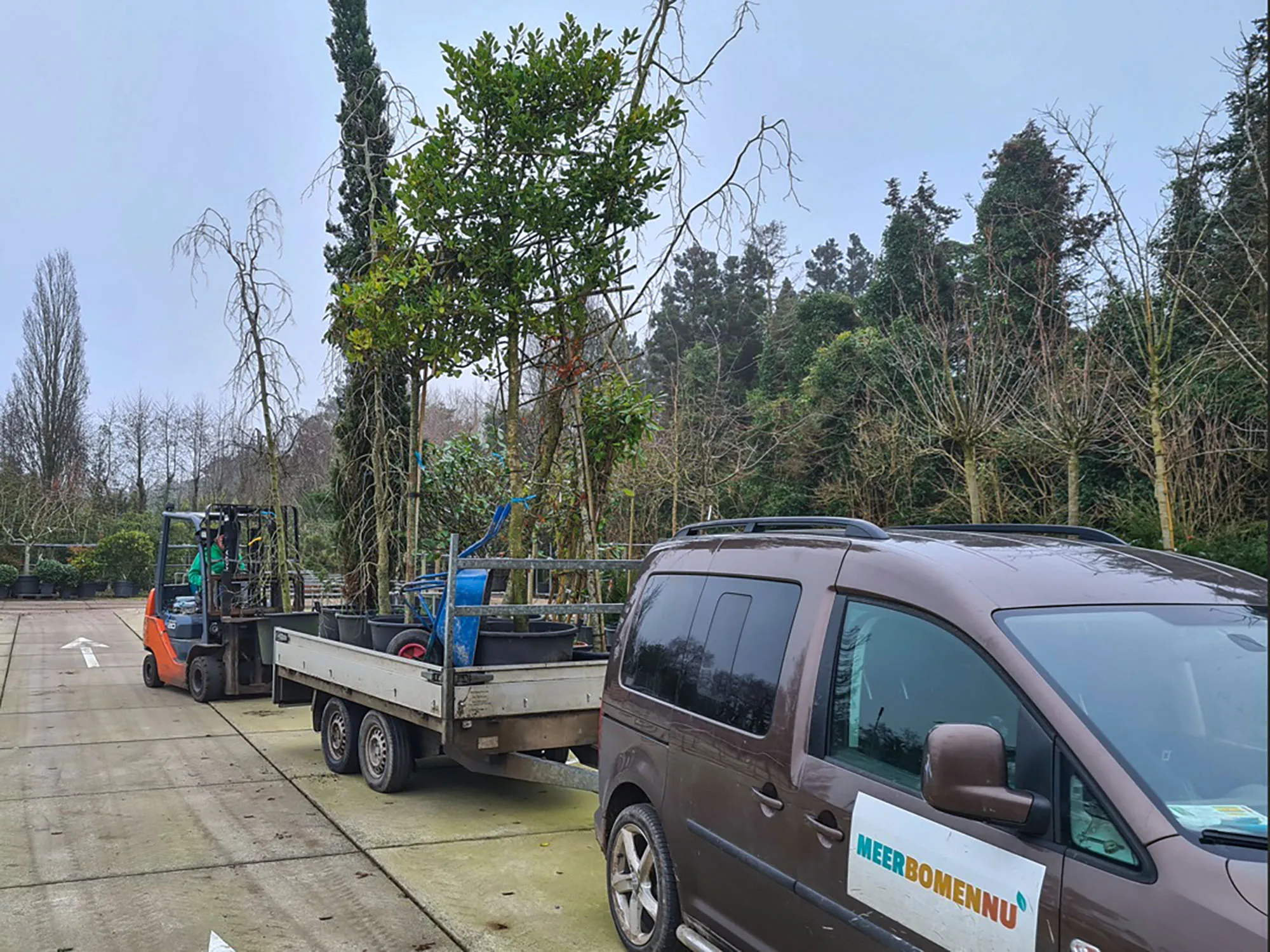 blog 26 januar ook zeer grote bomen worden uitgedeeld