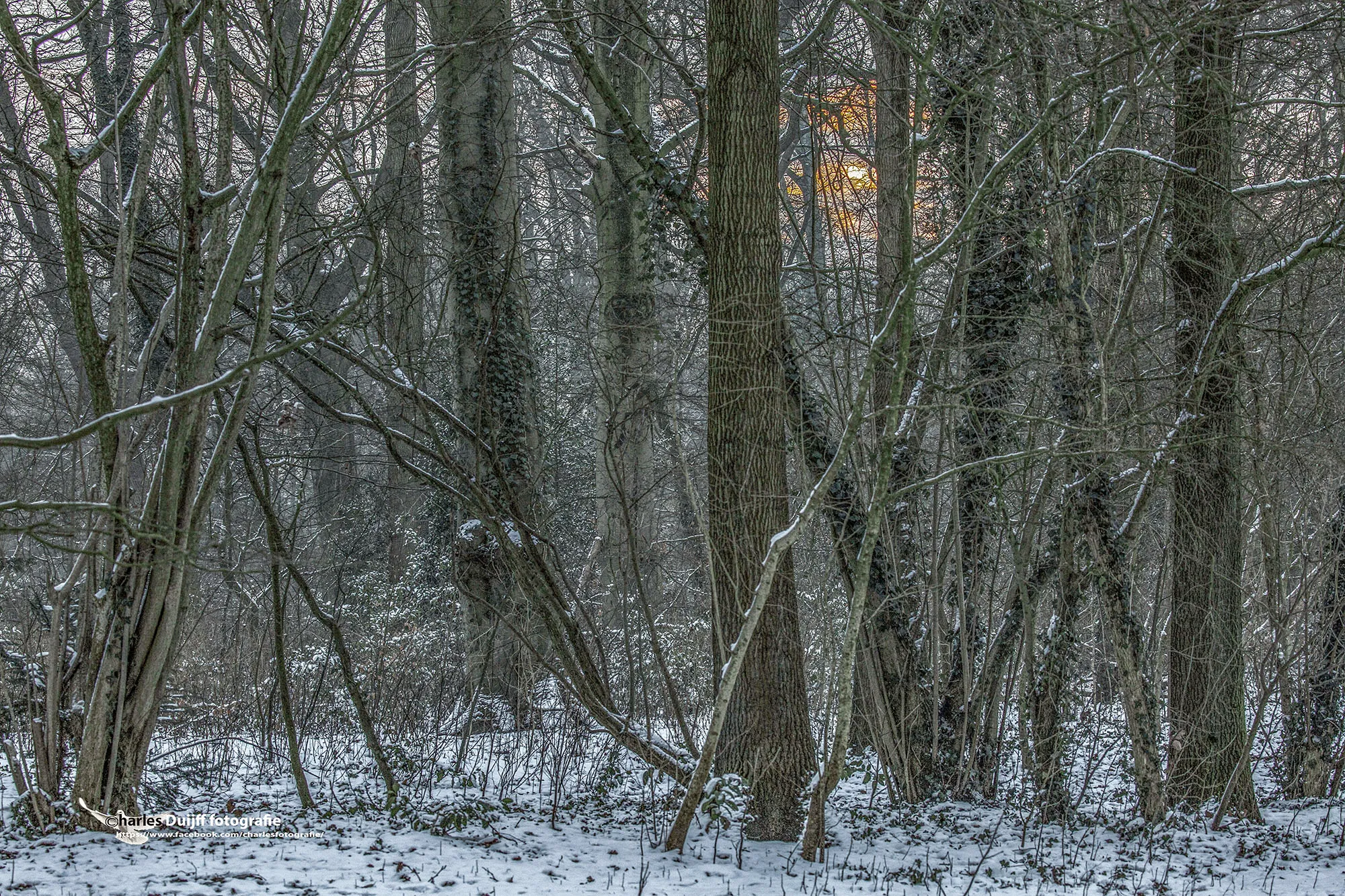 winterse zon door bomen