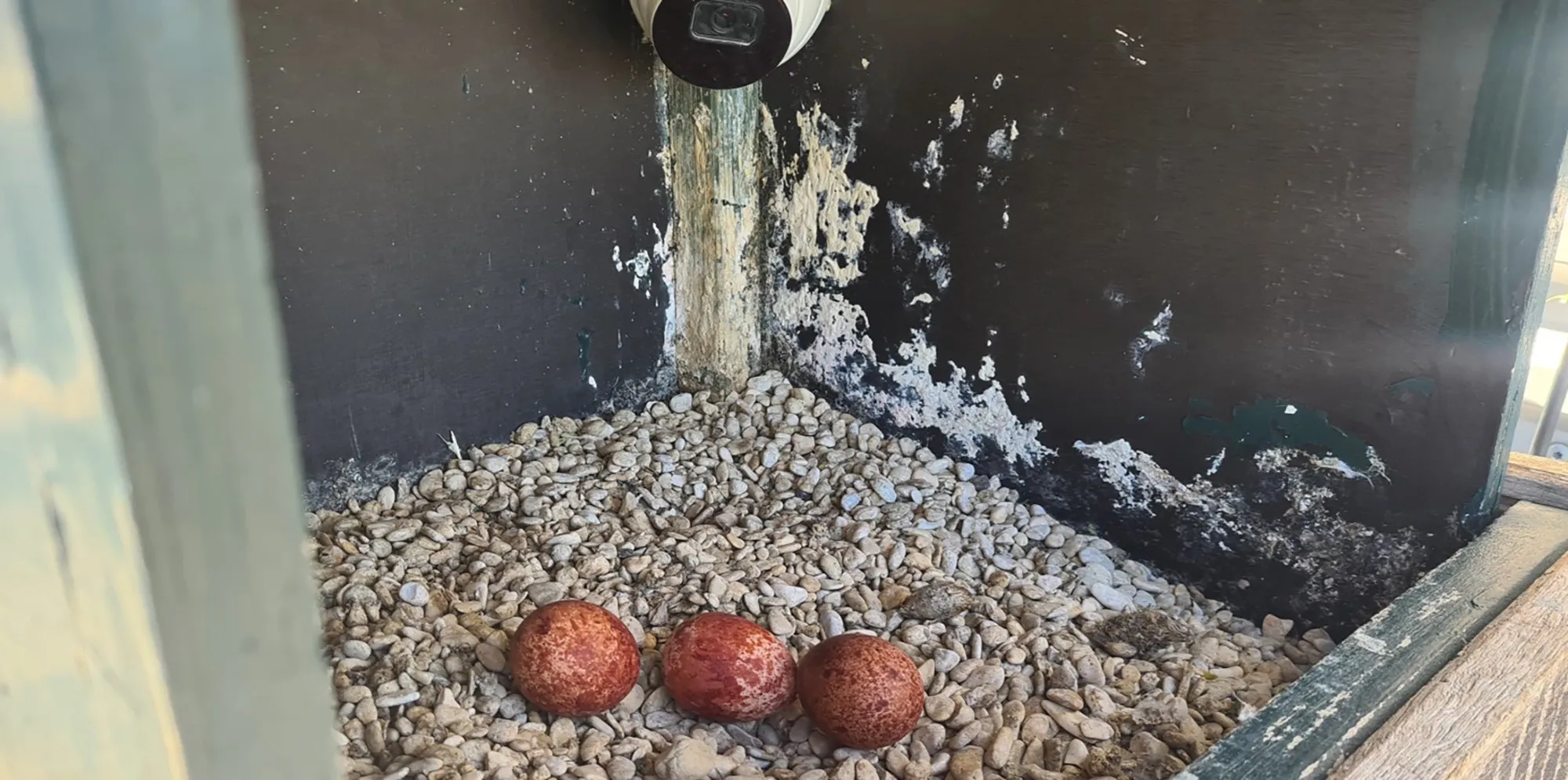 blog 26 april  de eerst 3 slchtvalk eieren