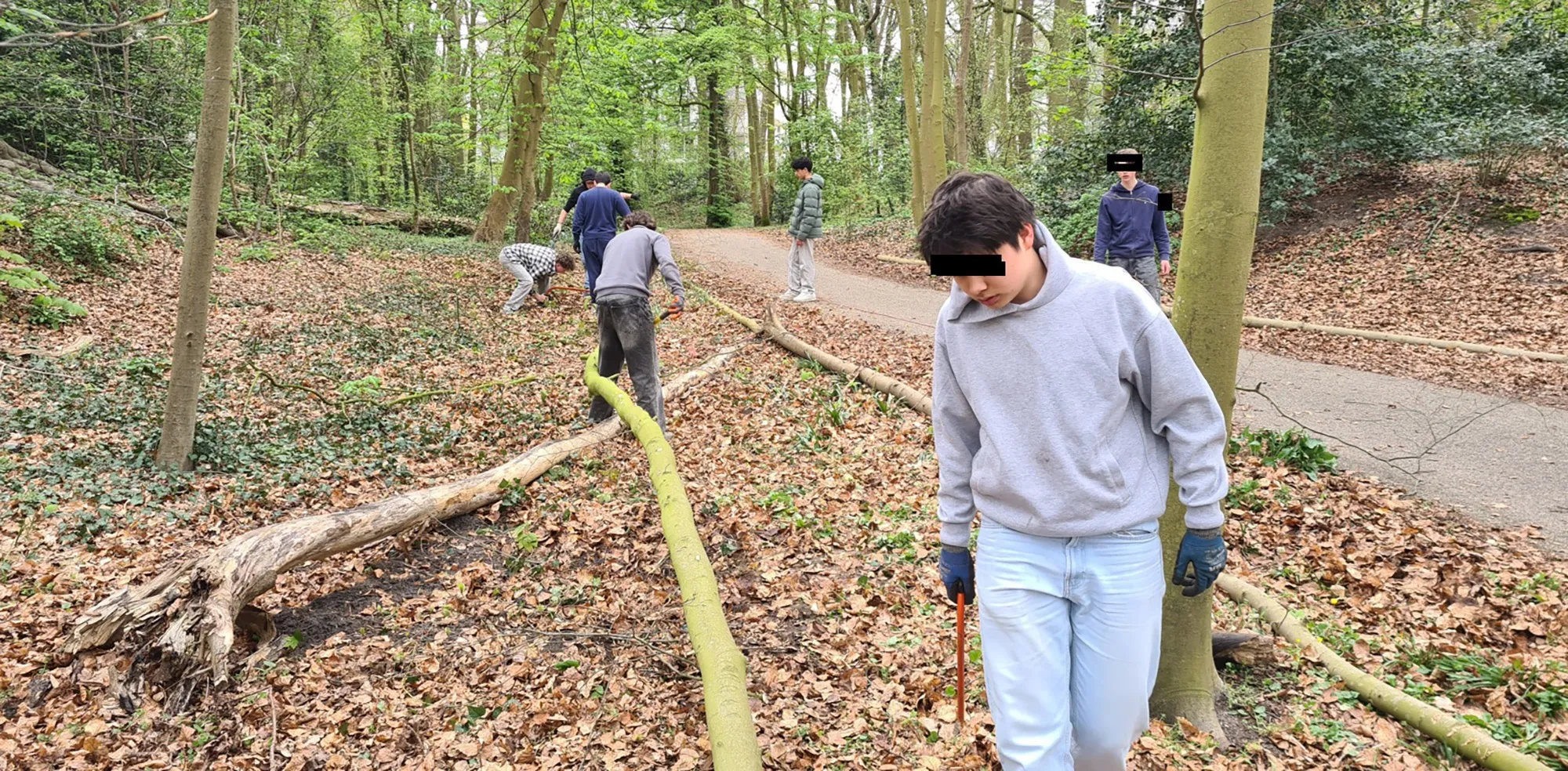 blog28 juni 30 m hoge esdoorn zaailingen  verwidjeren