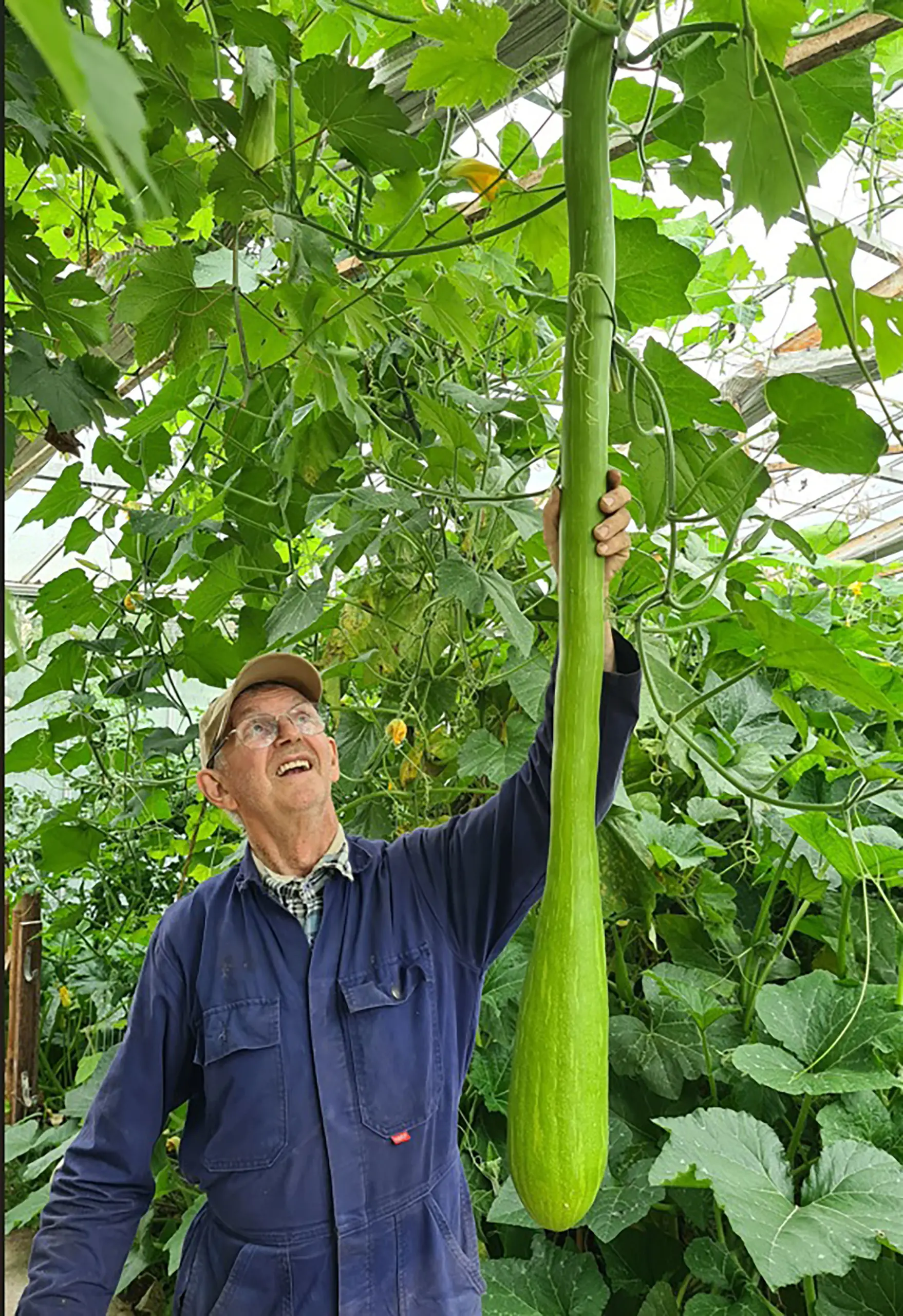 blog2 augustus wie wil er een stkje courgette
