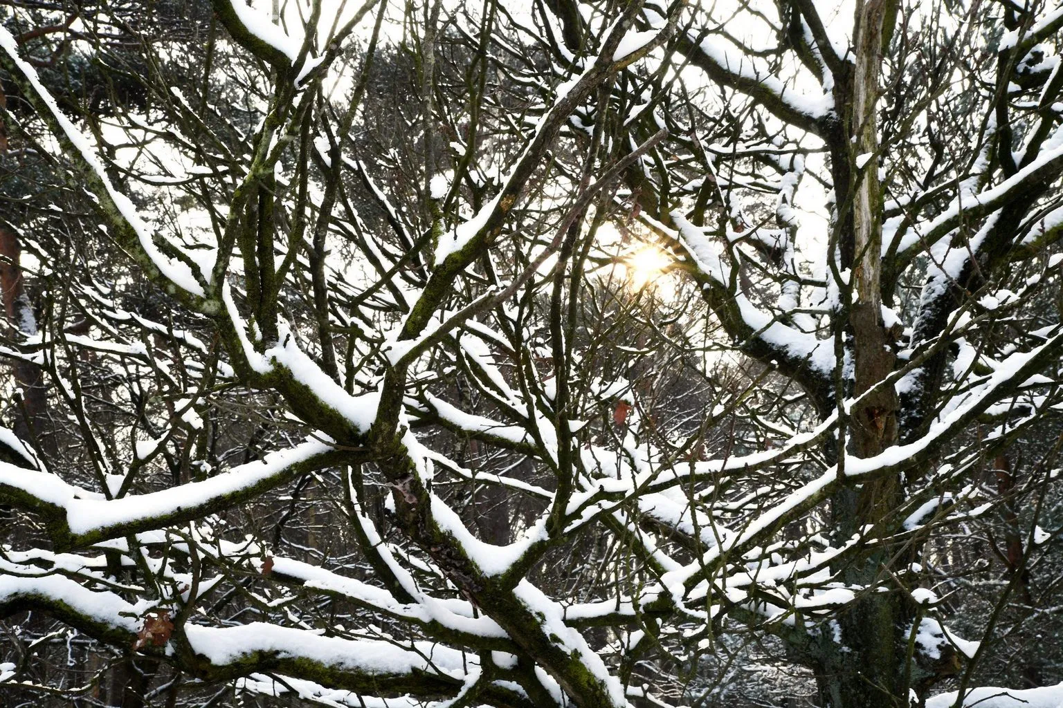 10383 20190123 achtmaal jst0038 g 5568x3712