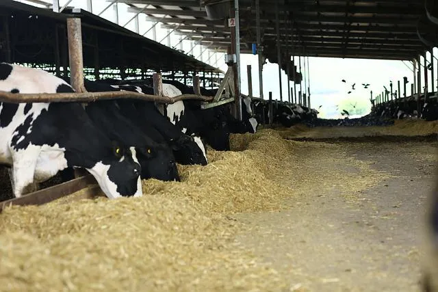 cows g710975d5d 640