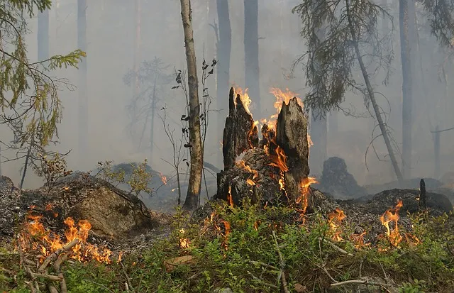 forest fire g744b690e3 640