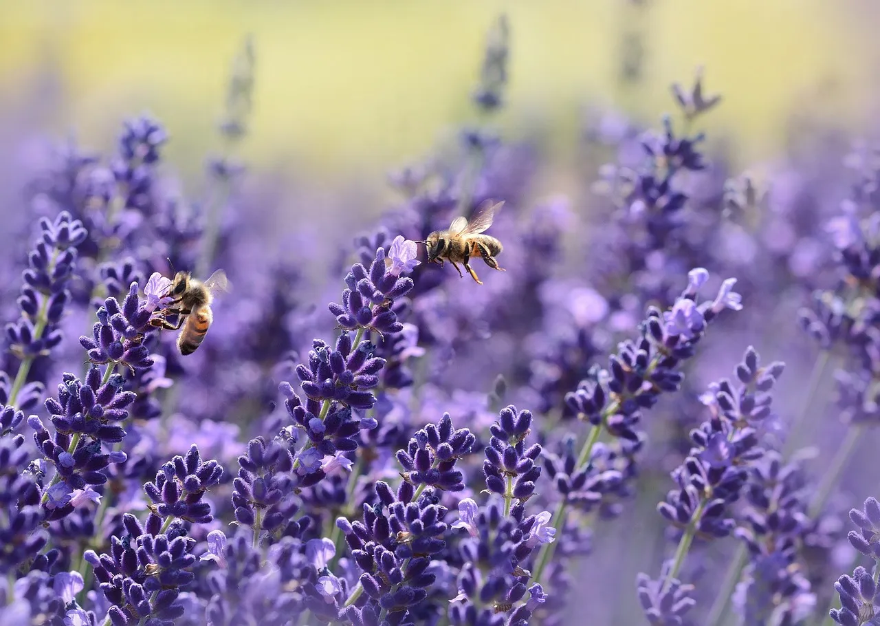 lavenders 1537694 1280
