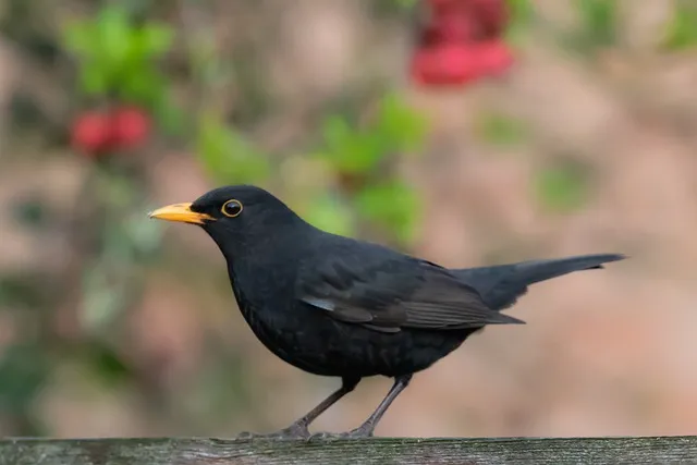 male uk blackbird g6ffe51648 640